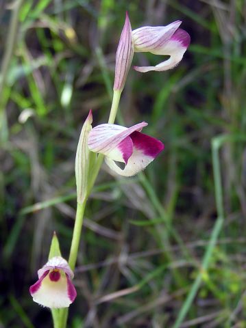 Serapias lingua L. Serapias lingua L.