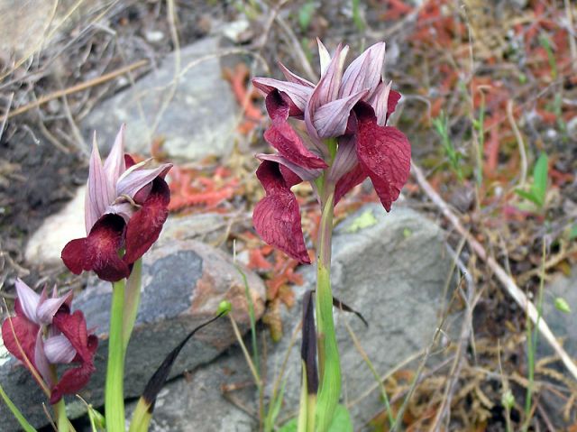 Serapias cordigera L. Serapias cordigera L.