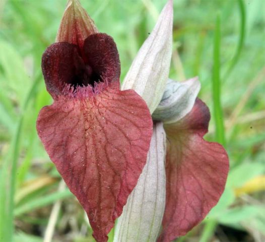Serapias cordigera L. Serapias cordigera L.