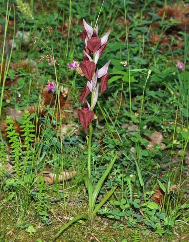 Serapias cordigera L. Serapias cordigera L.
