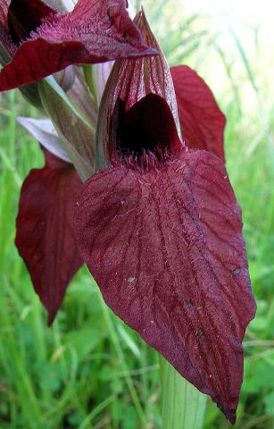 Serapias cordigera L. Serapias cordigera L.