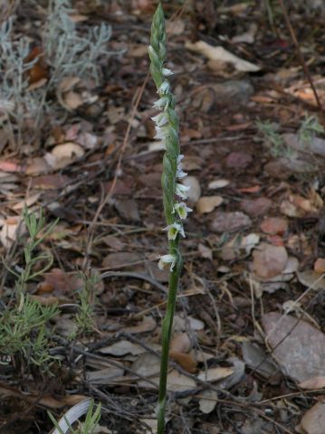 Spiranthes spiralis (L.) Chevall. Spiranthes spiralis (L.) Chevall.