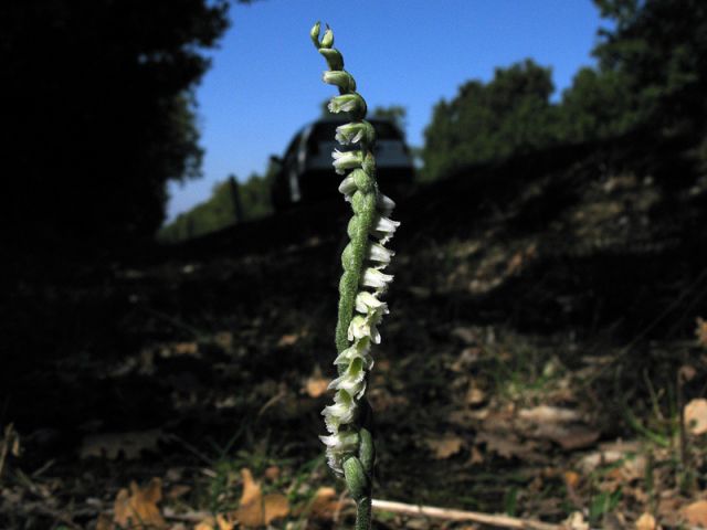 Spiranthes spiralis (L.) Chevall. Spiranthes spiralis (L.) Chevall.