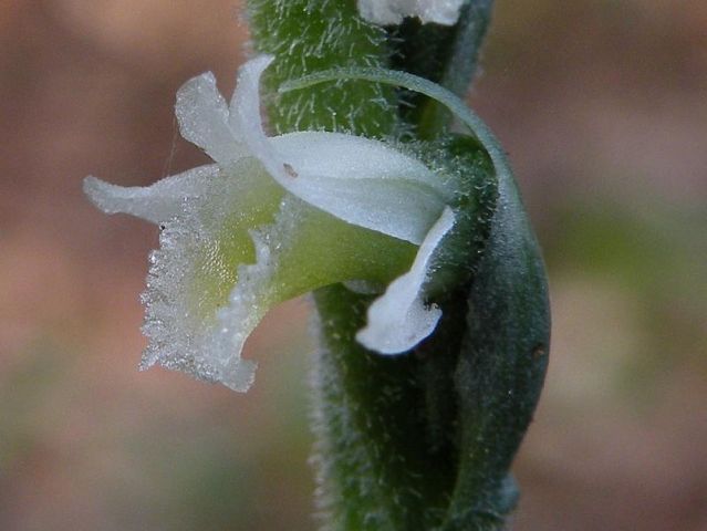Spiranthes spiralis (L.) Chevall. Spiranthes spiralis (L.) Chevall.