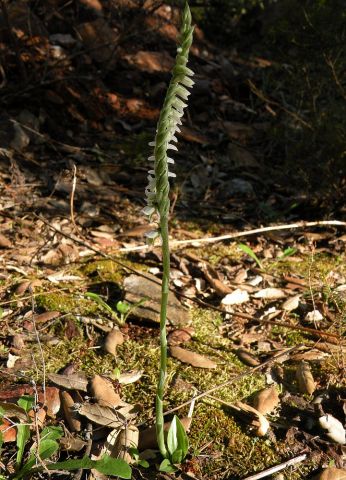Spiranthes spiralis (L.) Chevall. Spiranthes spiralis (L.) Chevall.