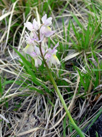 Orchis x colemanii Cortesi