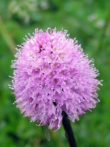 Traunsteinera globosa (L.) Rchb. Traunsteinera globosa (L.) Rchb.
