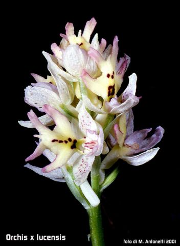 Orchis x lucensis