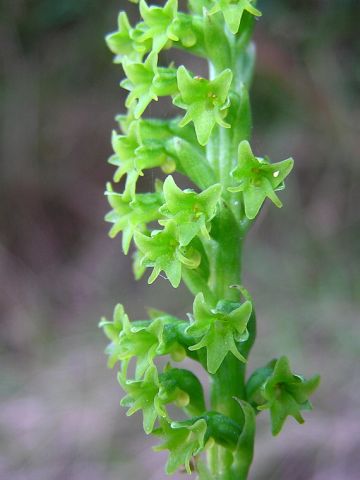 Gennaria diphylla (Link) Parl. Gennaria diphylla (Link) Parl.