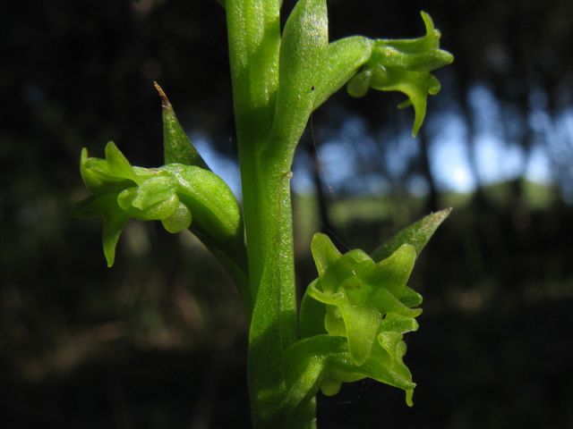 Gennaria diphylla (Link) Parl. Gennaria diphylla (Link) Parl.