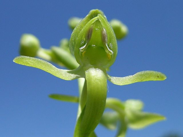 Platanthera algeriensis Batt. & Trab. Platanthera algeriensis Batt. & Trab.