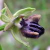 Ophrys incubacea Bianca