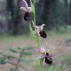 Ophrys exaltata Ten. subsp. tyrrhena (Golz & H.R. Reinha
