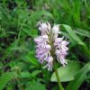 Orchis x angusticruris Franch. ex Humn. Orchis x angusticruris Franch. ex Humn.