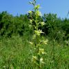 Platanthera algeriensis Batt. & Trab. 