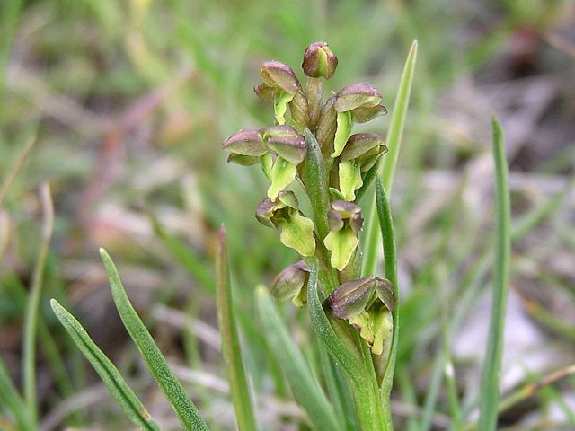 Chamorchis alpina (L.) Rich. Chamorchis alpina (L.) Rich.