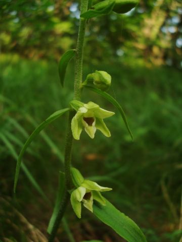 Epipactis muelleri Godfery Epipactis muelleri Godfery