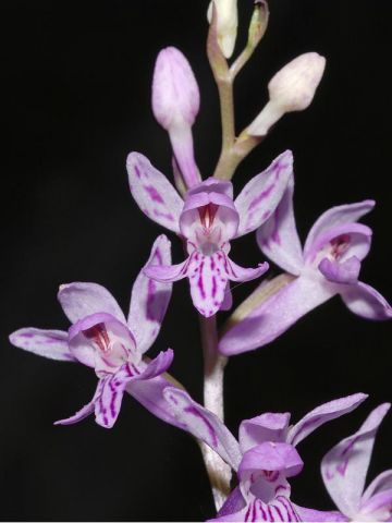 Dactylorhiza maculata (L.) subsp. saccifera(Br.) Dik. Dactylorhiza maculata (L.) subsp. saccifera(Br.) Dik.