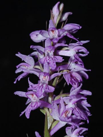 Dactylorhiza maculata (L.) subsp. saccifera(Br.) Dik. Dactylorhiza maculata (L.) subsp. saccifera(Br.) Dik.