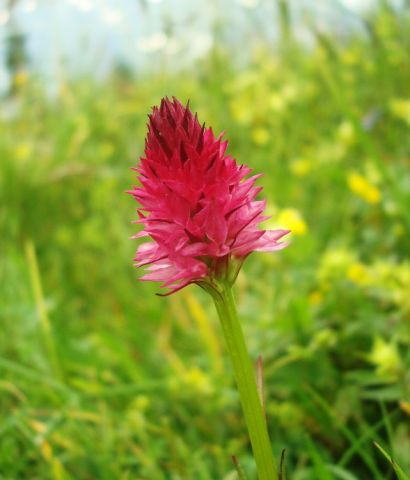Nigritella rubra subsp. rubra (Wettst.) K. Richt. Nigritella rubra subsp. rubra (Wettst.) K. Richt.