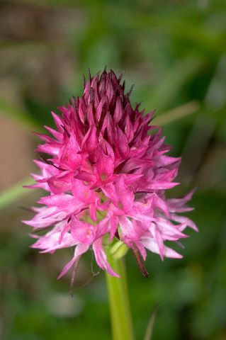 Nigritella rubra subsp. rubra (Wettst.) K. Richt. Nigritella rubra subsp. rubra (Wettst.) K. Richt.