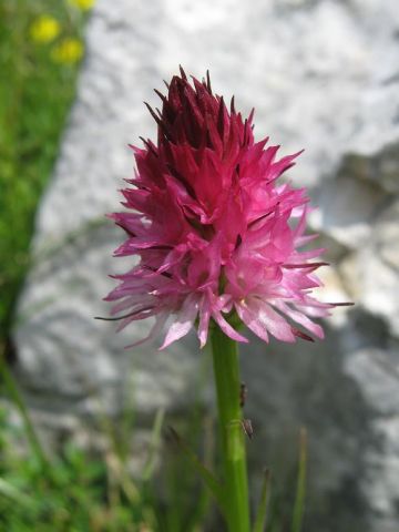 Nigritella rubra subsp. rubra (Wettst.) K. Richt. Nigritella rubra subsp. rubra (Wettst.) K. Richt.