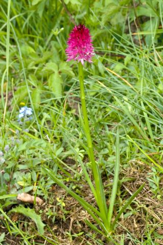 Nigritella rubra subsp. rubra (Wettst.) K. Richt. Nigritella rubra subsp. rubra (Wettst.) K. Richt.