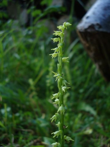 Herminium monorchis (L.) R.Brown Herminium monorchis (L.) R.Brown