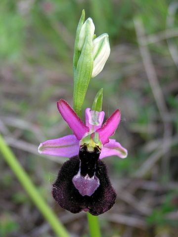 Ophrys bertolonii subsp. benacensis (Reisigl) P. Delforge Ophrys bertolonii subsp. benacensis (Reisigl) P. Delforge
