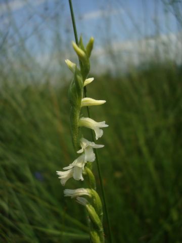 Spiranthes aestivalis (Poir.) Rich. Spiranthes aestivalis (Poir.) Rich.