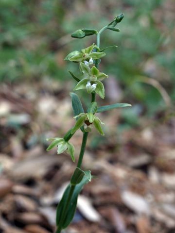 Epipactis persica subsp. gracilis (B. Baumann & H. Baumann) W. Rossi Epipactis persica subsp. gracilis (B. Baumann & H. Baumann) W. Rossi