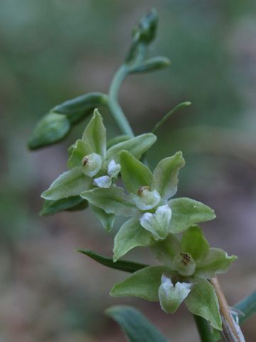 Epipactis persica subsp. gracilis (B. Baumann & H. Baumann) W. Rossi Epipactis persica subsp. gracilis (B. Baumann & H. Baumann) W. Rossi