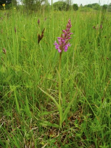 Dactylorhiza traunsteineri (Saut. ex Rchb.) Soņ Dactylorhiza traunsteineri (Saut. ex Rchb.) Soņ