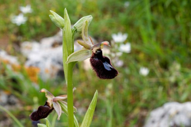 Ophrys bertolonii subsp. bertoloniiformis (O. Danesch & E. Danesch) H. Sund. Ophrys bertolonii subsp. bertoloniiformis (O. Danesch & E. Danesch) H. Sund.