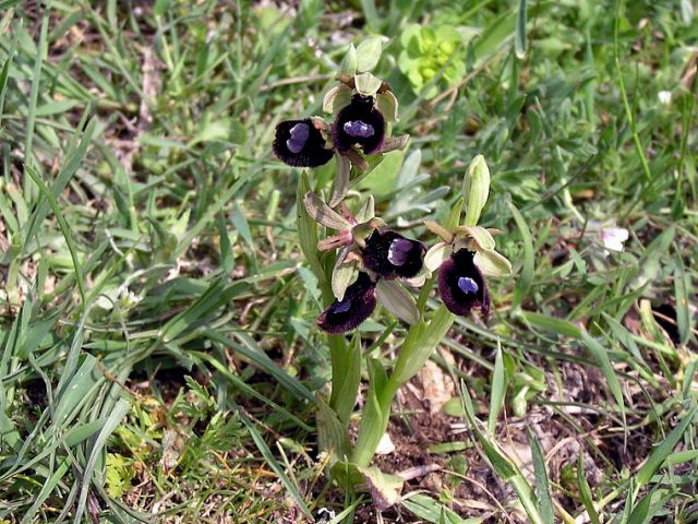 Ophrys bertolonii subsp. bertoloniiformis (O. Danesch & E. Danesch) H. Sund. Ophrys bertolonii subsp. bertoloniiformis (O. Danesch & E. Danesch) H. Sund.