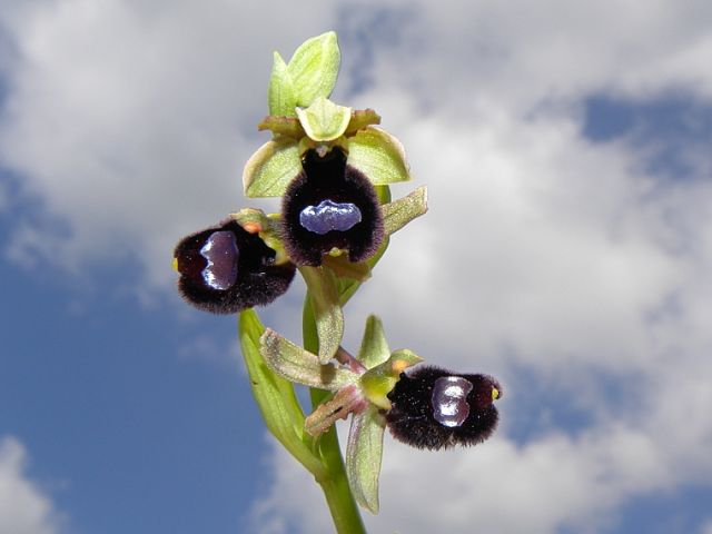 Ophrys bertolonii subsp. bertoloniiformis (O. Danesch & E. Danesch) H. Sund. Ophrys bertolonii subsp. bertoloniiformis (O. Danesch & E. Danesch) H. Sund.