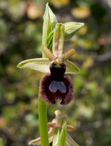 Ophrys bertolonii subsp. bertoloniiformis (O. Danesch & E. Danesch) H. Sund. Ophrys bertolonii subsp. bertoloniiformis (O. Danesch & E. Danesch) H. Sund.