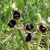 Ophrys bertoloniiformis O. & E. Danesch