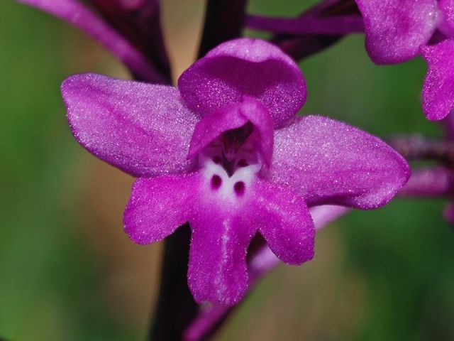 Orchis quadripunctata Cirillo ex Ten. Orchis quadripunctata Cirillo ex Ten.