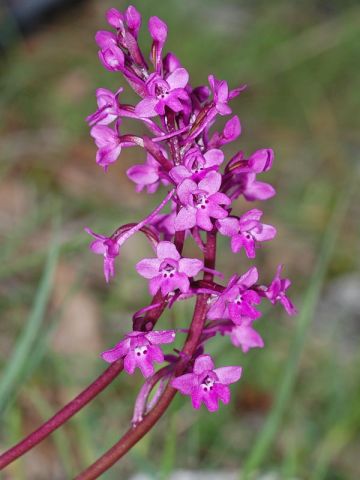 Orchis quadripunctata Cirillo ex Ten. Orchis quadripunctata Cirillo ex Ten.