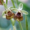 Ophrys oxyrrhynchos Tod.