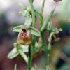 Ophrys oxyrrhynchos Tod.