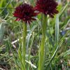 Nigritella austriaca (Teppner & E. Klein) P. Delforge