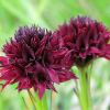Nigritella austriaca (Teppner & E. Klein) P. Delforge