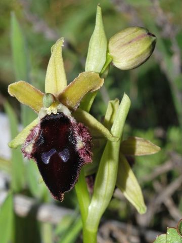 Ophrys promontorii O. & E. Danesch Ophrys promontorii O. & E. Danesch