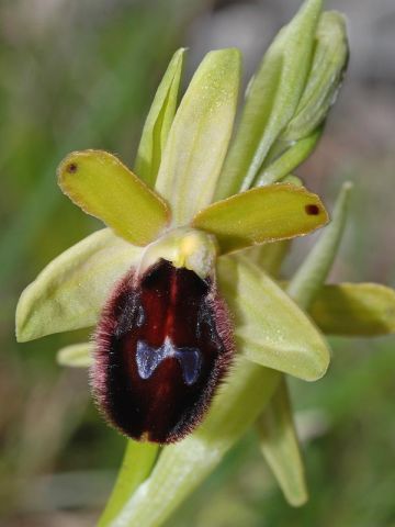 Ophrys promontorii O. & E. Danesch Ophrys promontorii O. & E. Danesch