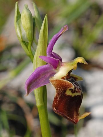 Ophrys holosericea subsp. apulica (O. Danesch & E. Danesch) Buttler Ophrys holosericea subsp. apulica (O. Danesch & E. Danesch) Buttler