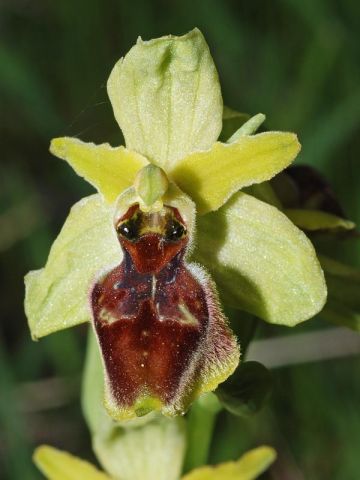 Ophrys exaltata Ten. Subsp. archipelagi (Golz & H. R. Re Ophrys exaltata Ten. Subsp. archipelagi (Golz & H. R. Re