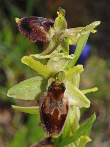 Ophrys exaltata Ten. Subsp. archipelagi (Golz & H. R. Re Ophrys exaltata Ten. Subsp. archipelagi (Golz & H. R. Re