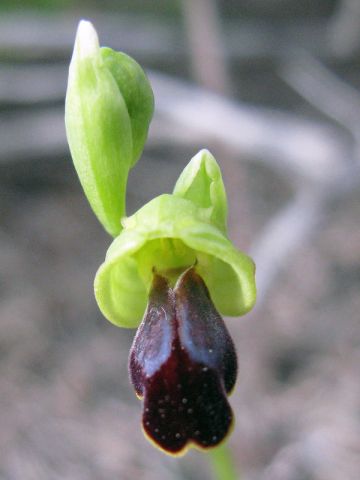 Ophrys fusca subsp. ortuabis (M.P. Grasso & L. Manca) Kreutz Ophrys fusca subsp. ortuabis (M.P. Grasso & L. Manca) Kreutz